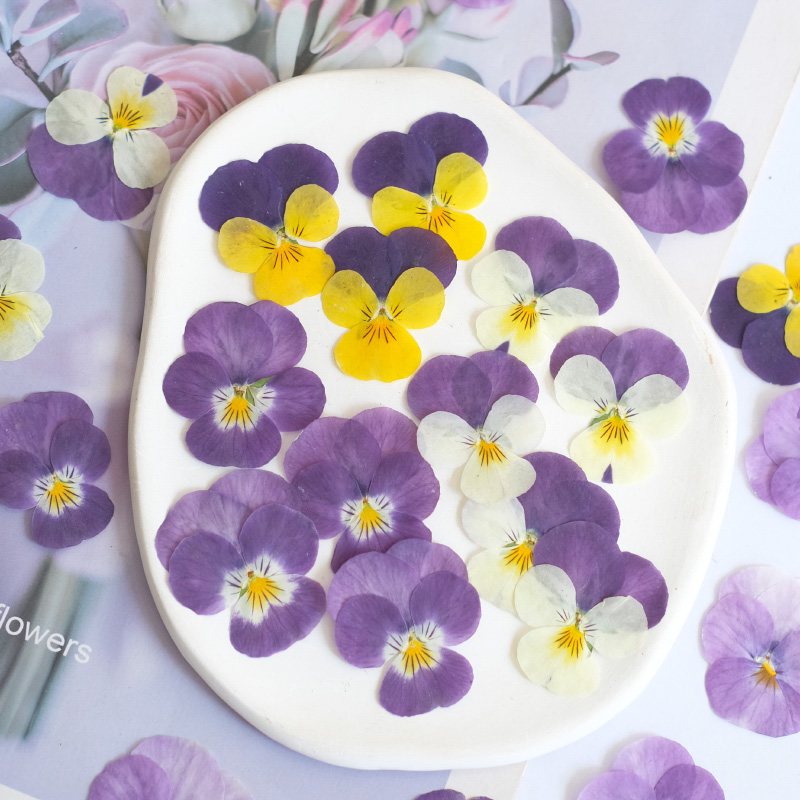 12 stks, natuur viooltje gedro - Beauty Makeup Bridal recensie en prijs